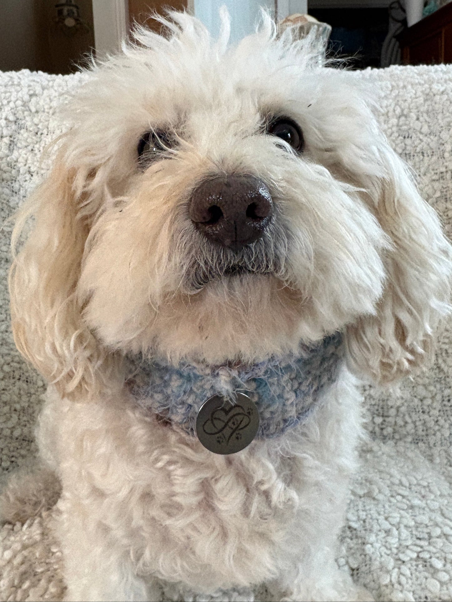 Dog Snood hand crocheted