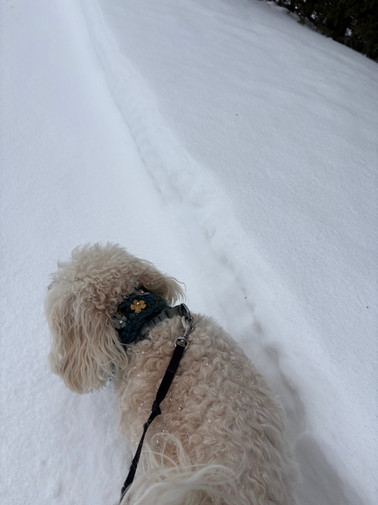Dog Snood hand crochet